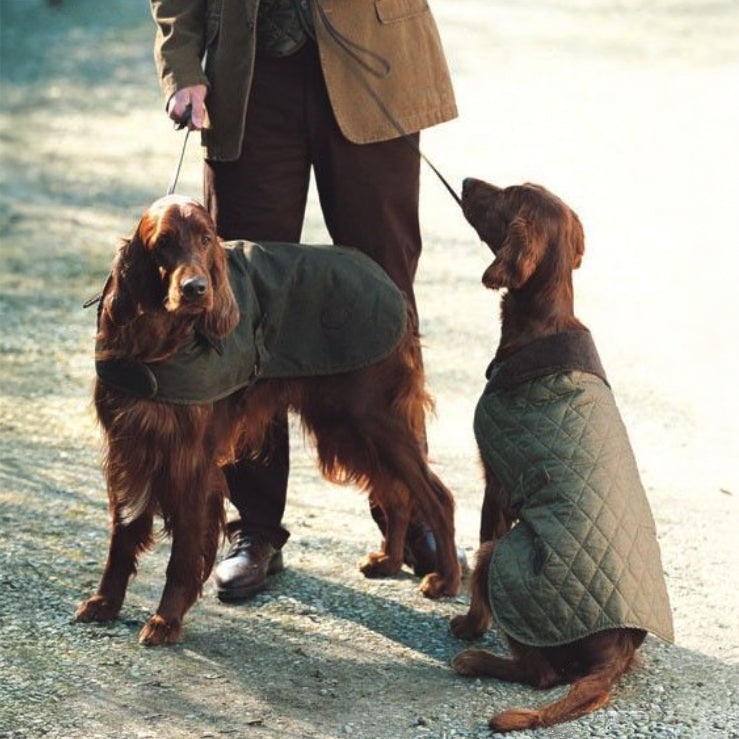 A person in a brown jacket holds leashes of two well-groomed Irish setter dogs wearing olive green coats, set against a blurred outdoor background.