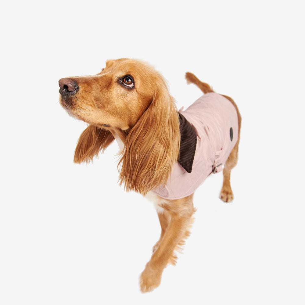 A golden cocker spaniel dressed in a light pink "Barbour" jacket with a brown corduroy collar, looking up with an inquisitive expression.