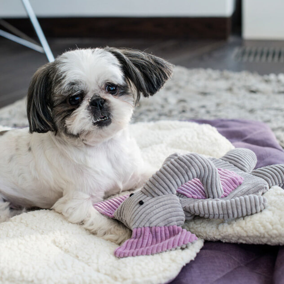 a small shitzu with a plush toy lying on a A purple dog blanket/sleeping bag quilted fully and fully lined with a cream fluffy inner