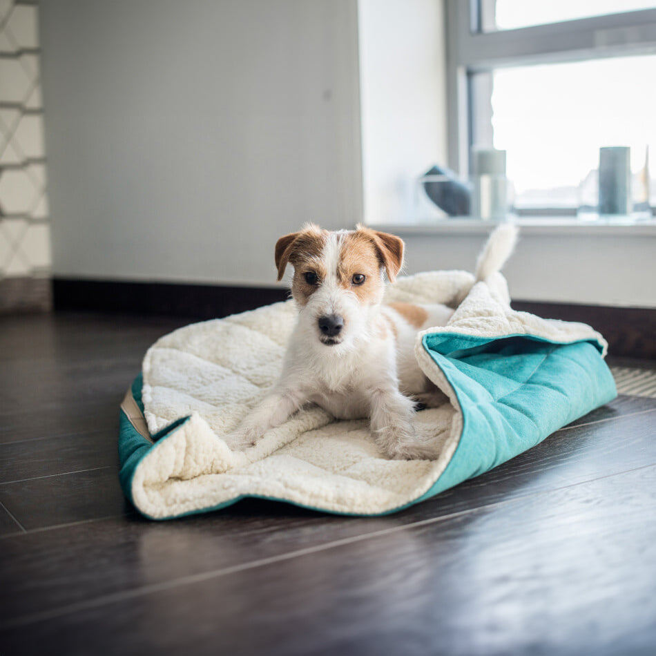 a small dog lying in a mint green dog blanket/sleeping bag quilted fully and fully lined with a cream fluffy inner