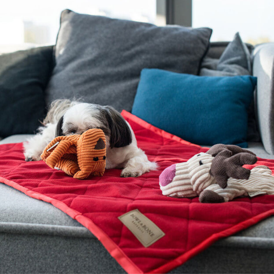 shitzu lying on a trendy couch with his plush dog toys