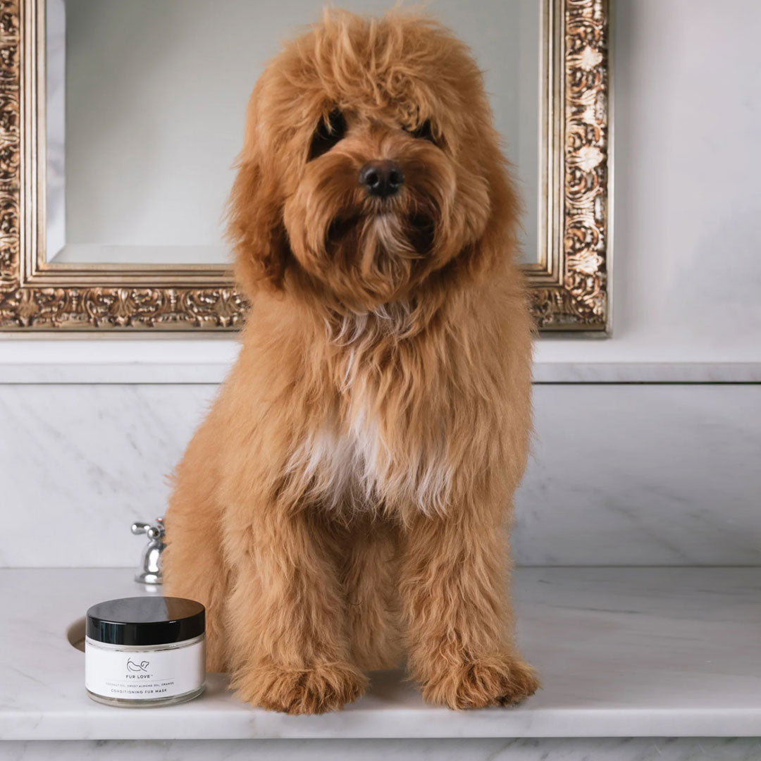 A brown fluffy dog, sat next to a 150ml glass jar of conditioning fur mask.