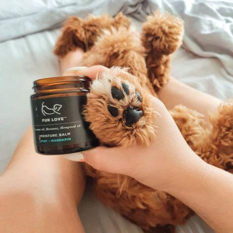 Brown fluff cavoodle lying on his back with his leg in the air with a glass jar of mositure balm for paws.