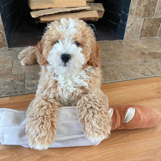 A fluffy white and apricot dog, lying in front of a log fireplace holding an oversized baguette plush enrichment toy. 