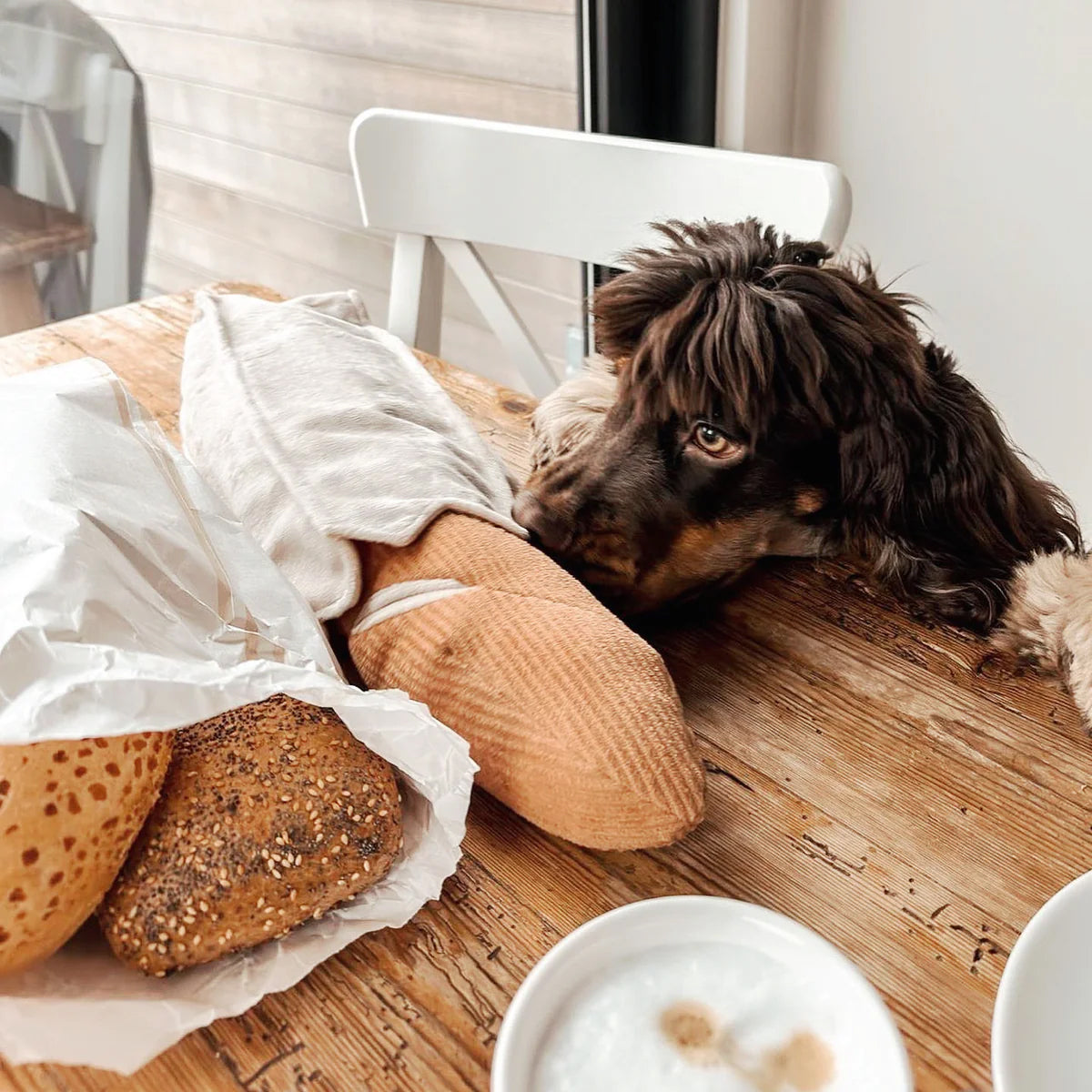 Brown Dog looking at a french baquette plush dog toy on a wooden table with real bread.