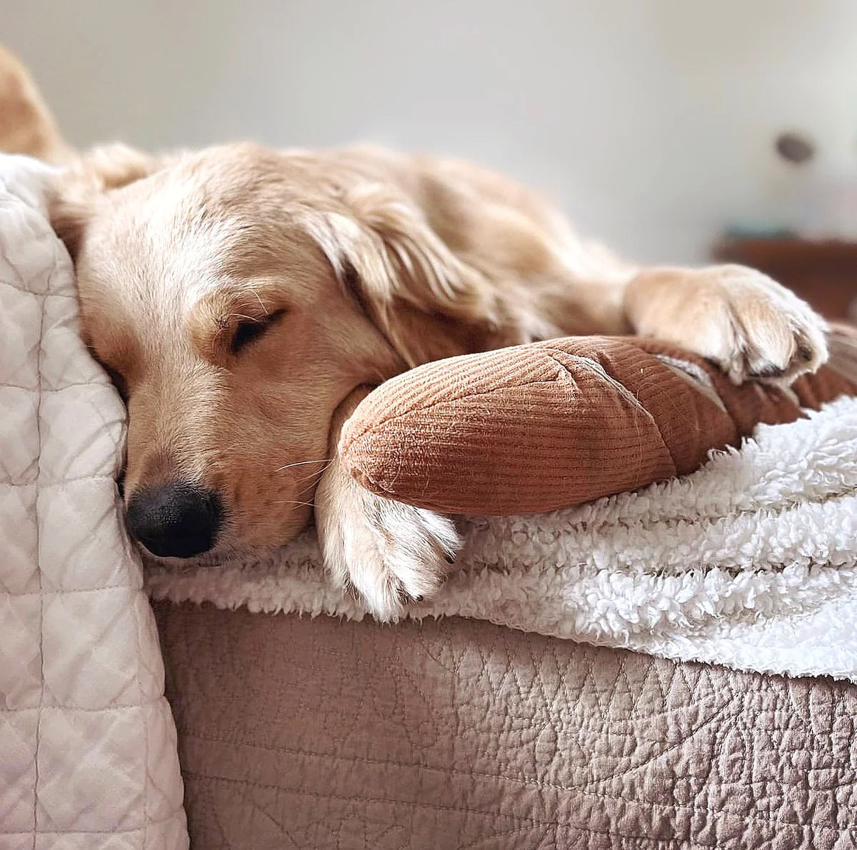 Golden puppy asleep in cosy blankets, holding a french baguette plush dog toy.