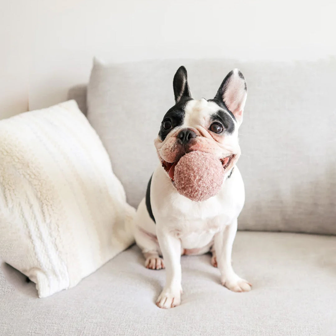 A black and white french bulldog sat on a cream couch with a plush pink dog toy in his mouth.