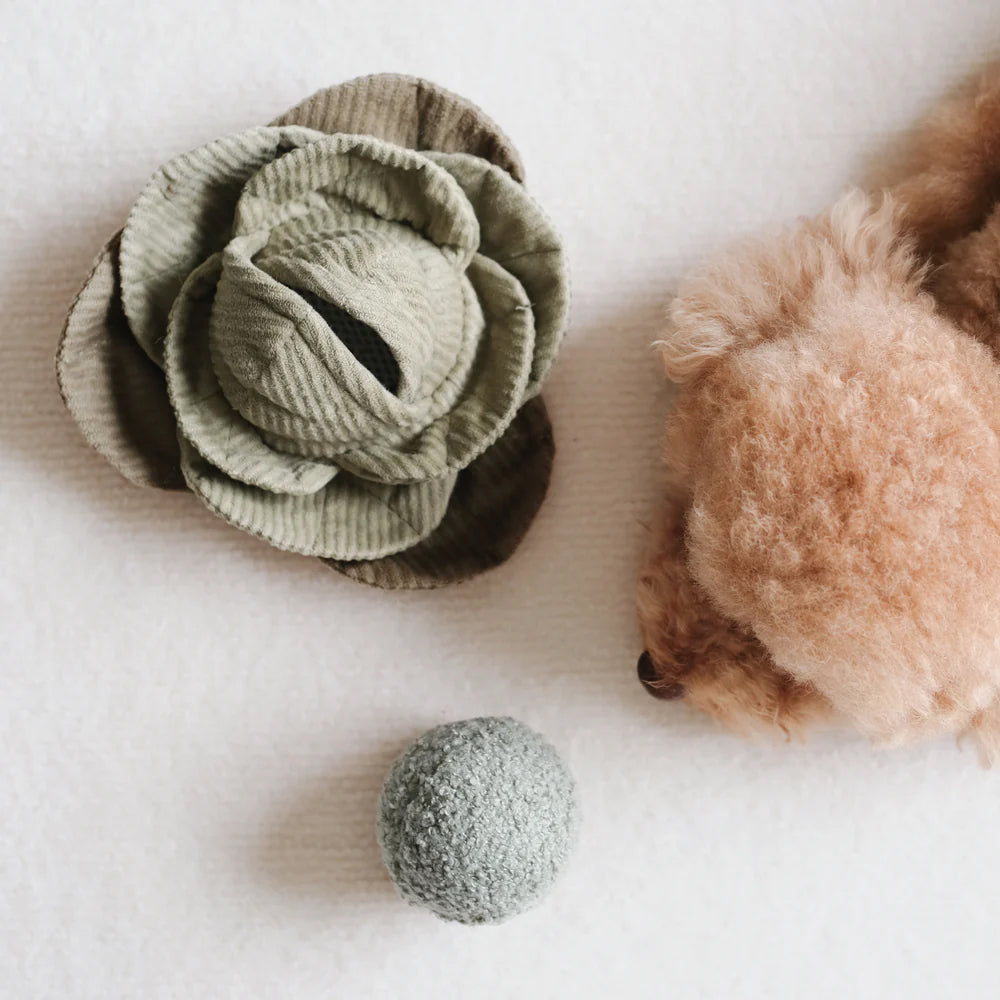 Cabbage plush dog toy from overhead and green plush ball with a apricot poodle.