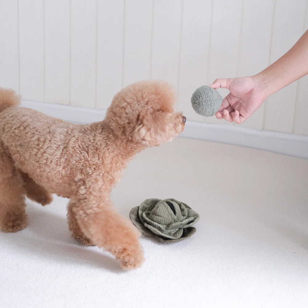 small apricot poodle being handed a green plush ball to put into a green cabbage plush toy by his feet.