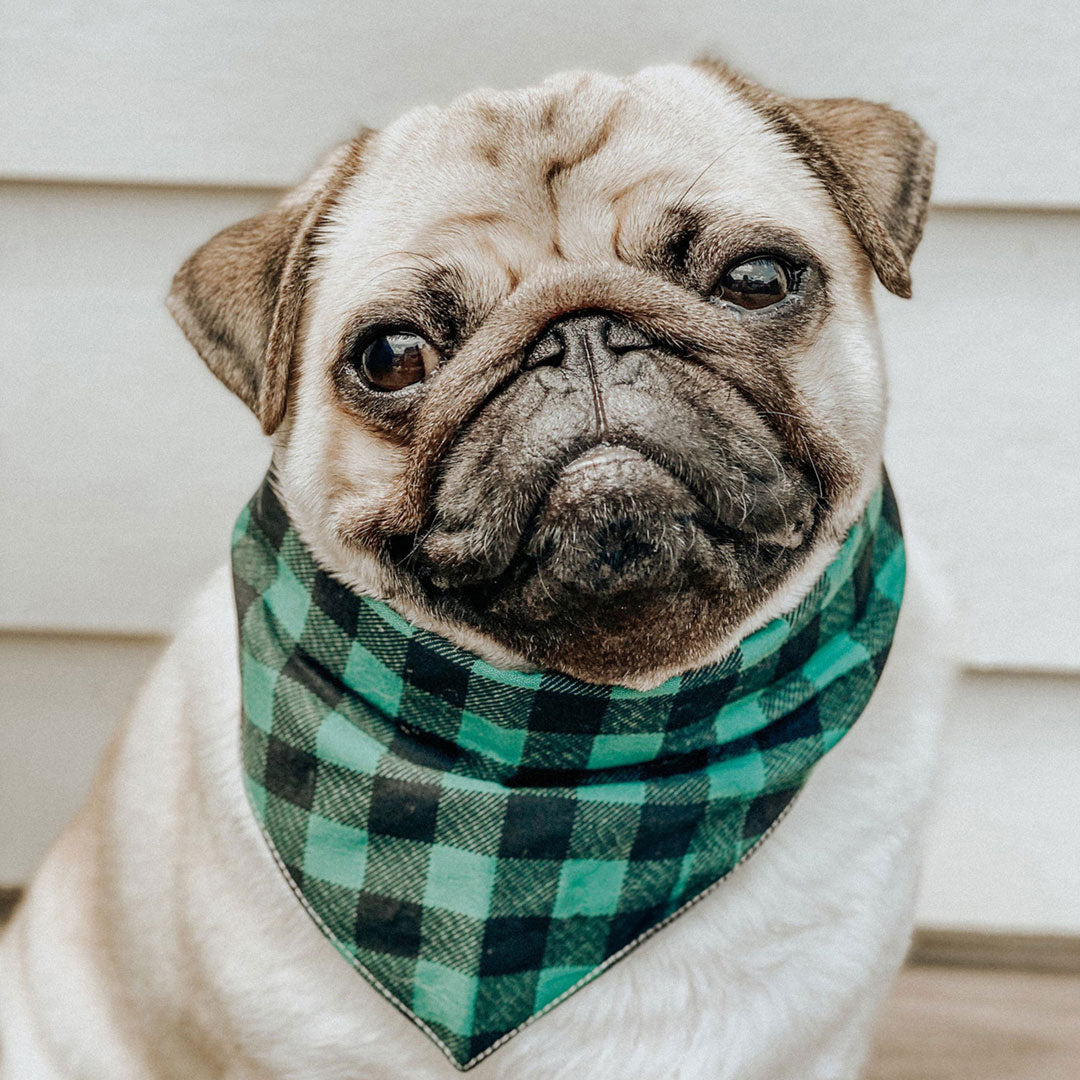 A cute pug wearing a plaid checkered dog bandana in green and black