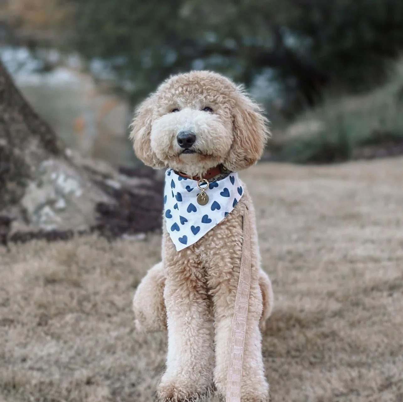 A mid to large size poodle sitting on grass wearing a dog bandana thats got blue hearts on white