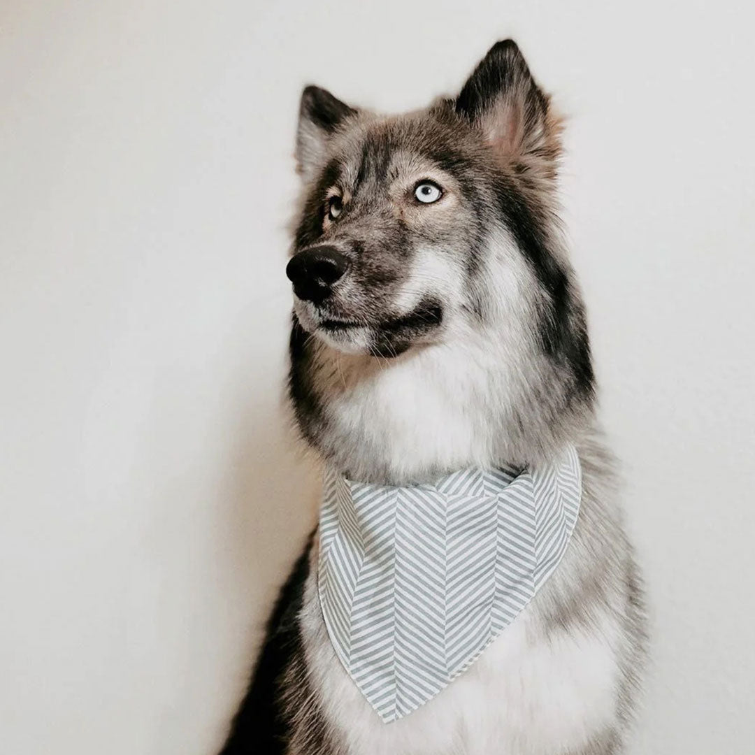 A wolf like dog with piercing blue eyes, wearing a pale blue and white herringbone dog bandana