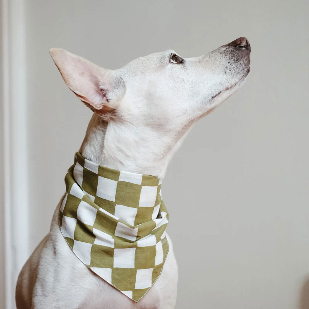 White dog wearing a 100% cotton dog bandana with a checkered pattern in army green and cream