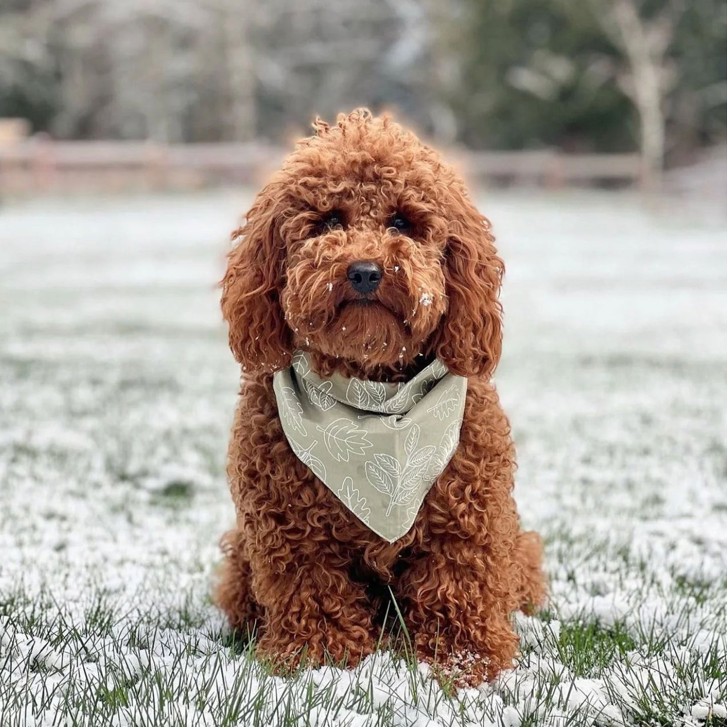 A brown cavoodle wearing a 100% cotton dog bandana patterned with white outlined leaves on a sage green