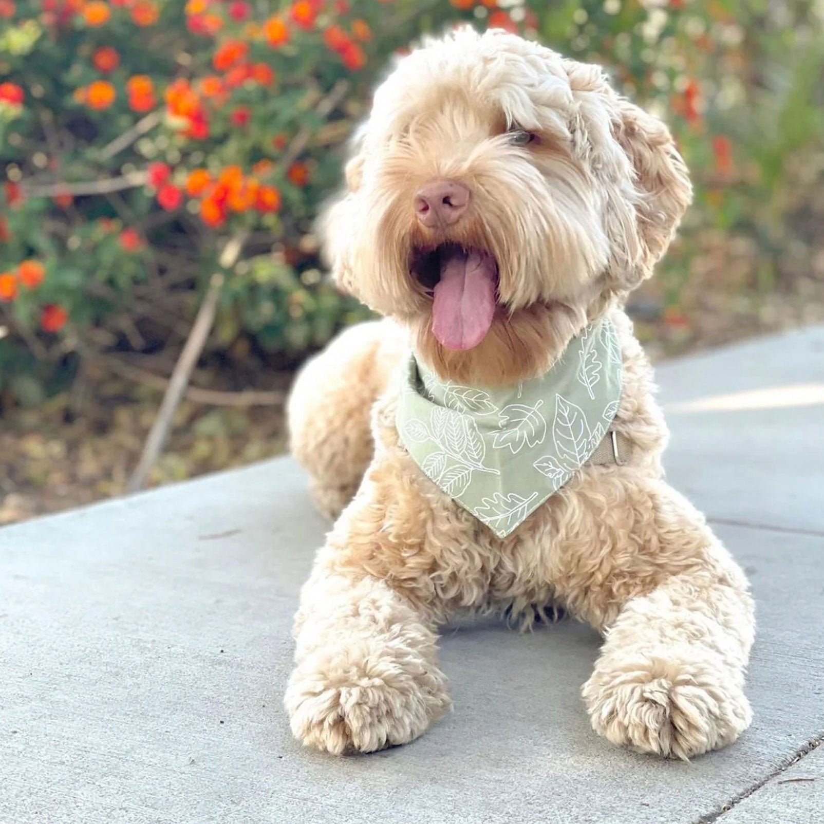 Fluffy dog wearing a 100% cotton dog bandana patterned with white outlined leaves on sage green 