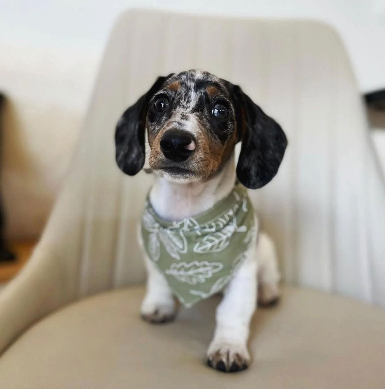 Small puppy wearing a 100% cotton dog bandana patterned with white outlined leaves on a sage green