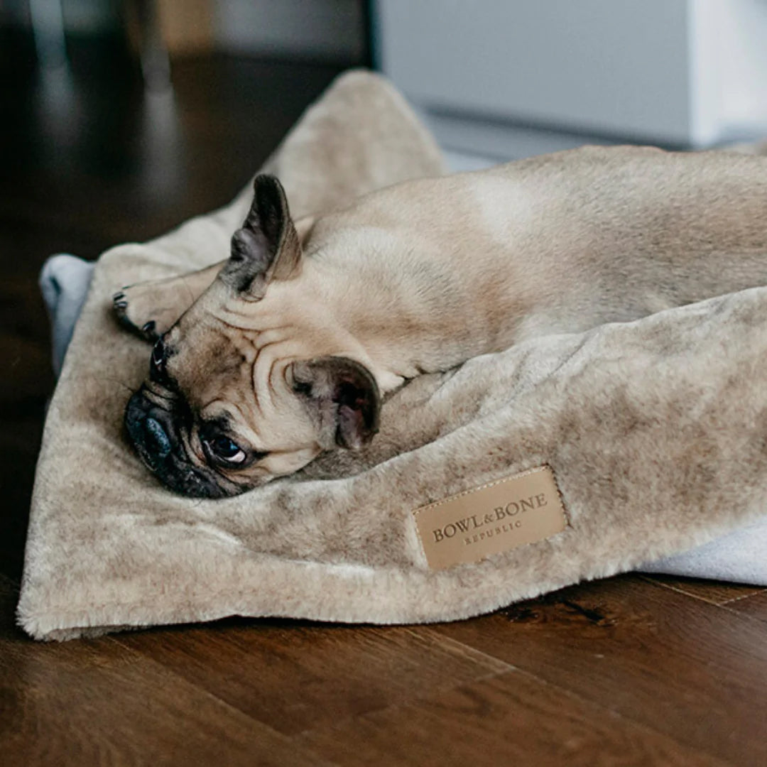 a brown french bulldog lying on a stone coloured plush dog blanket