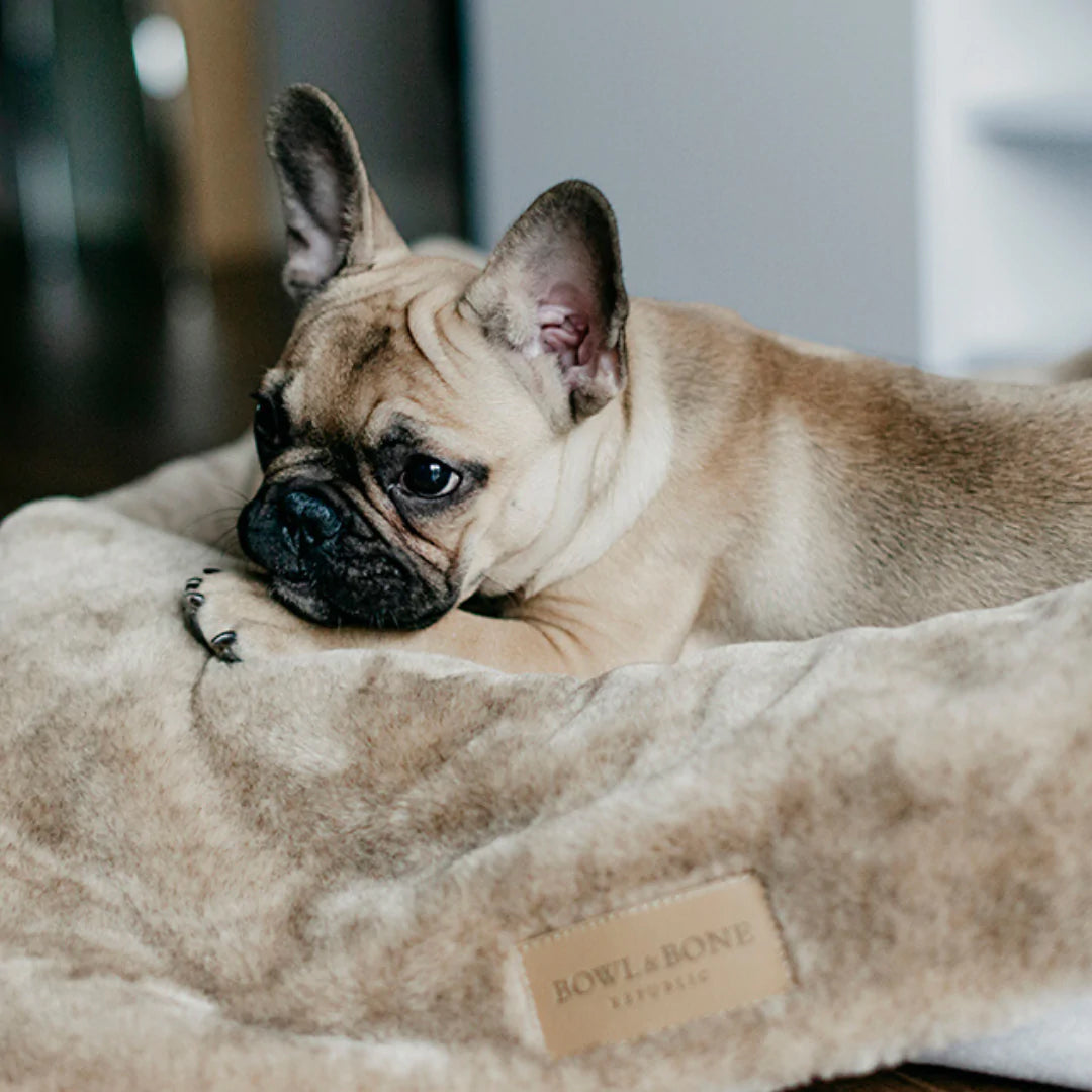 a brown french bulldog lying on a stone coloured plush dog blanket looking across the room