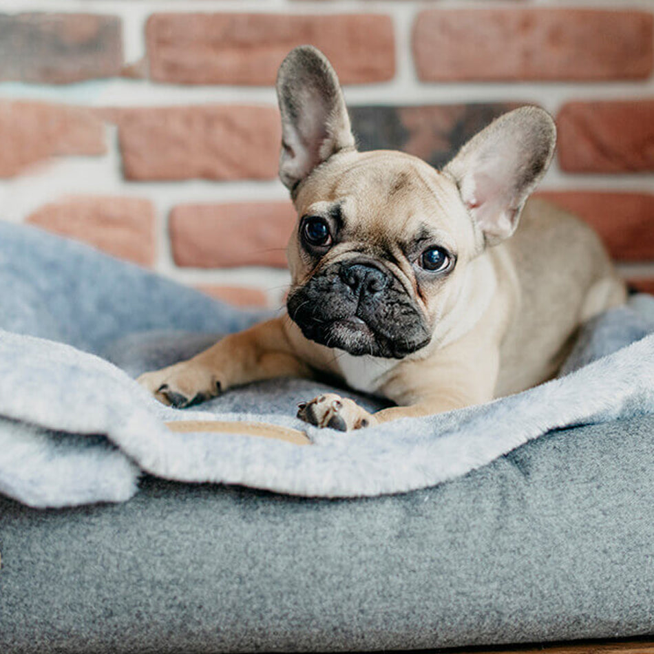 a french bulldog lying on a grey coloured plush dog blanket looking into camera