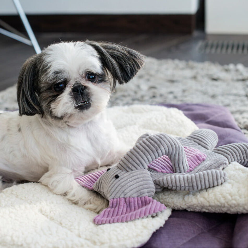 a small shitzu with a elephant plush toy lying on a A purple dog blanket/sleeping bag quilted fully and fully lined with a cream fluffy inner