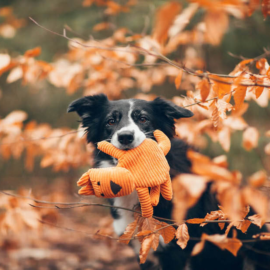 a border coller pearing through a autumnal tree with a orange cat plush dog toy in his mouth