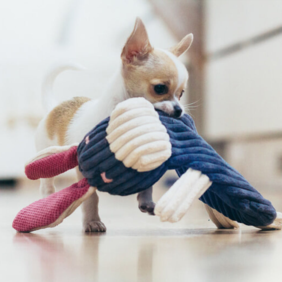 chihuahua playing with a plush dog toy donkey with a navy blue body cream arm and legs and pink ears