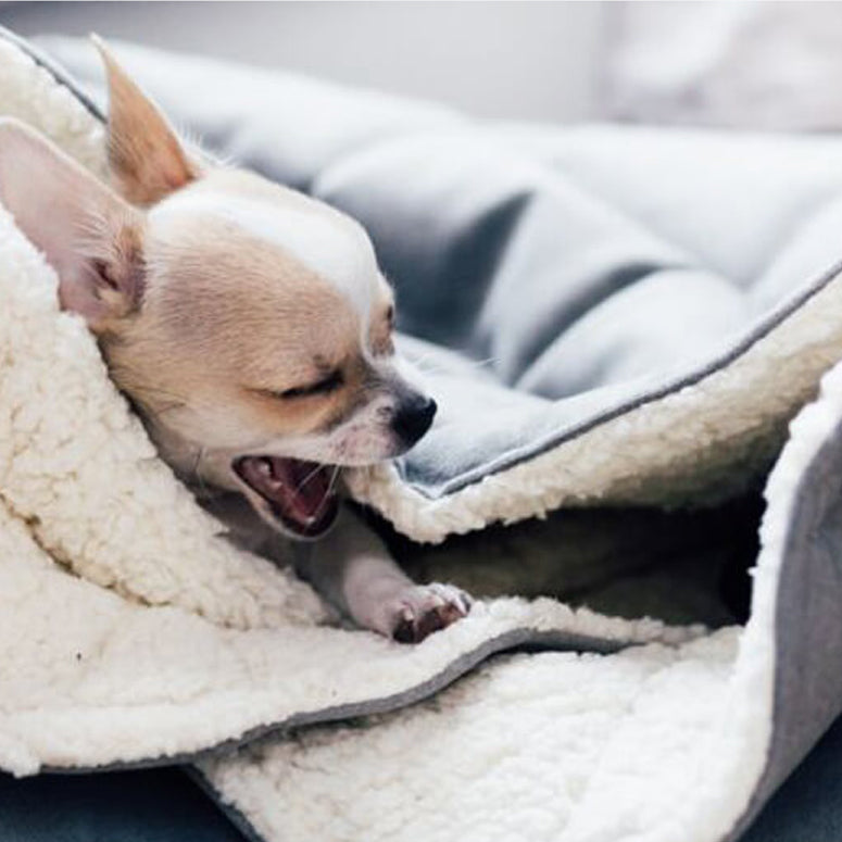 A small dog yawning inside a grey dog blanket/sleeping bag quilted fully and fully lined with a cream fluffy inner